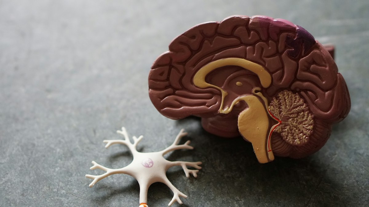 Neurology consultation
